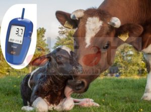 El Lactate Scout es Útil Para Medir Lactato en Sangre de Vacas y Terneros