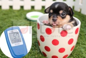 Evaluación de un analizador de lactato portátil en perros