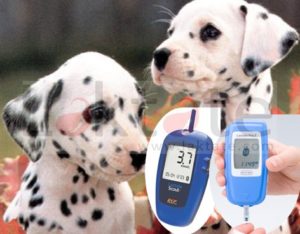 Validación analizadores portátiles lactato en perros